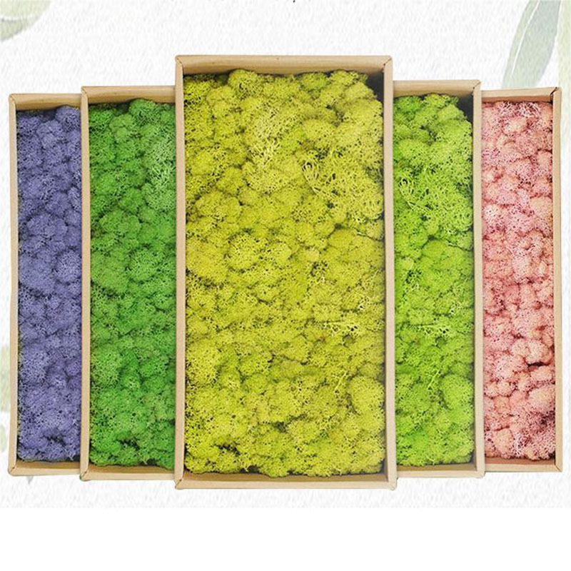 Sphagnum Moss Dry - النباتات الخضراء الاصطناعية الحياة الأبدية عشب