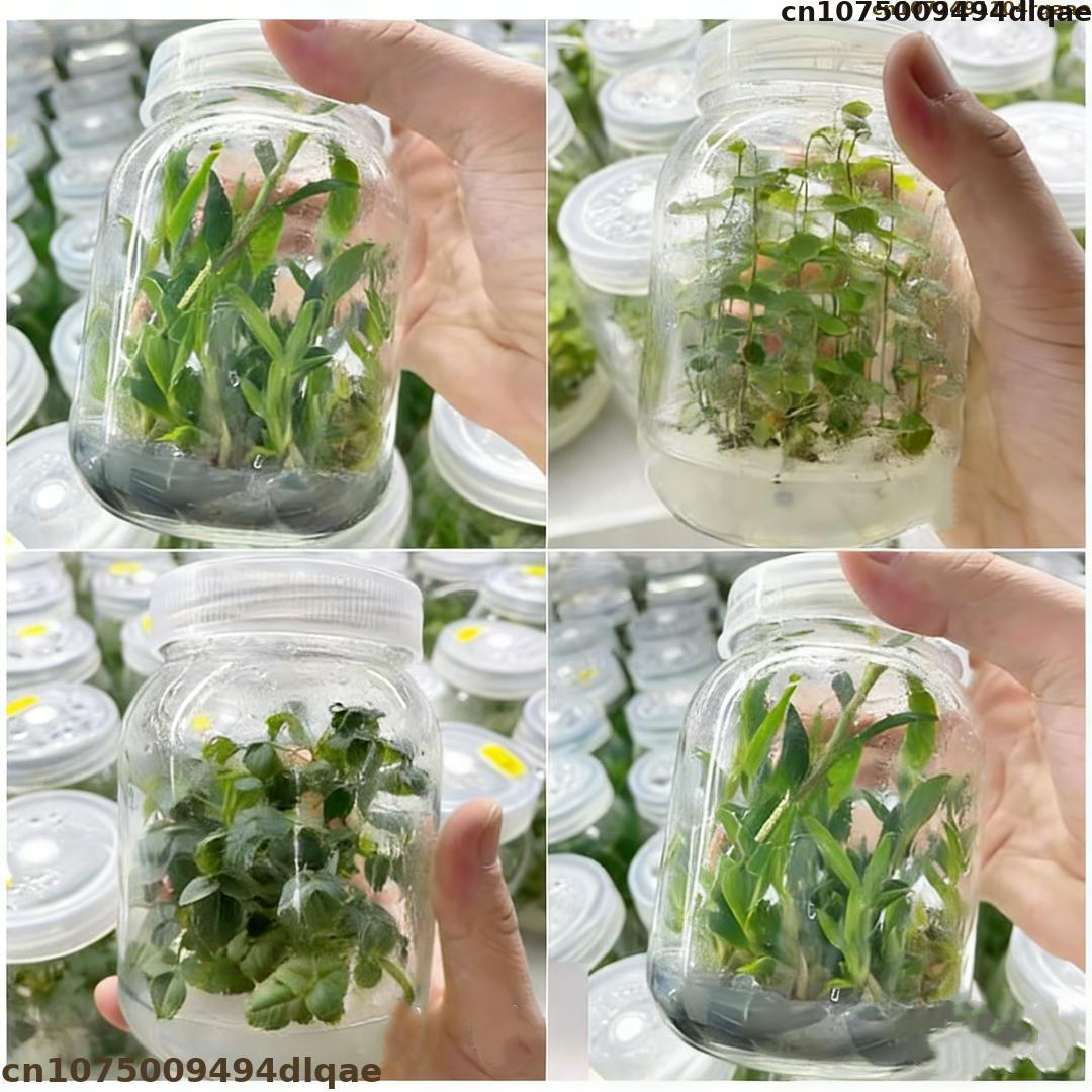 مسحوق الأجار لزراعة أنسجة النب - مراجعة Agar Tissue Culture وسعره