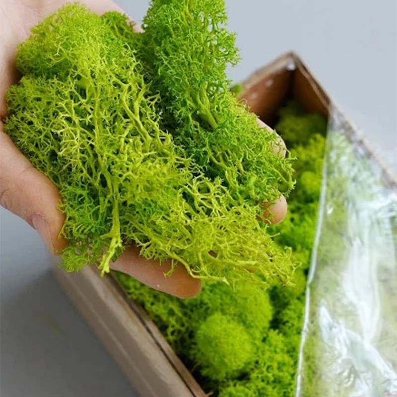 نباتات الطحلب الأخضر الاصطناعي - مراجعة Sphagnum Moss Dry وسعره